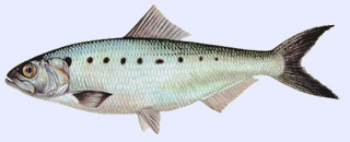 Poisson carnassier : alose