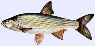 Poisson carnassier : aspe