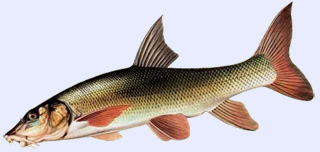 Poisson carnassier : le barbeau