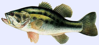 Poisson carnassier : black bass