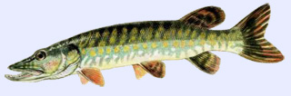 Poisson carnassier : brochet