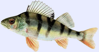 Poisson carnassier : perche