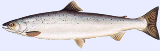 Poisson carnassier : le Saumon