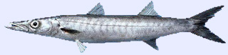 Poisson carnassier : barracuda européen
