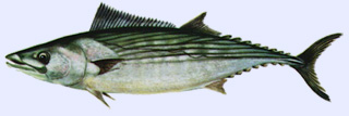 Poisson carnassier : la Bonite  dos ray (plamide)