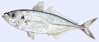 Poisson carnassier : le Chinchard (Svereau)