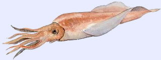Poisson carnassier : le calamar, dit calmar ou encornet