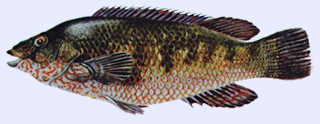 Poisson carnassier : la vieille